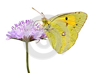 Isolated butterfly feeding on flower