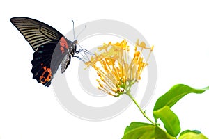 Isolated butterfly and flower