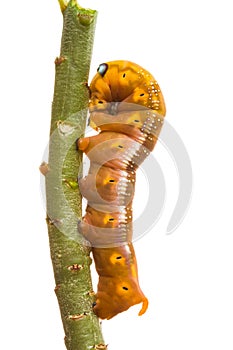 Isolated Butterfly larva on tree