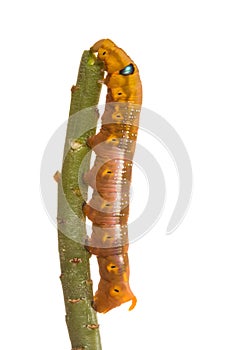 Isolated Butterfly larva on tree