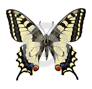 Isolated butterfly Papilio machaon. Papilionidae. Lepidoptera collection.