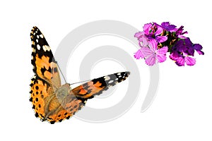 Isolated butterfly and wild nature flower