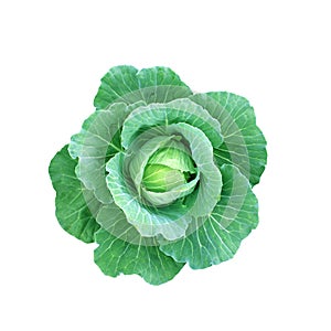 Isolated cabbage