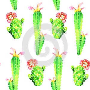 Isolated cacti small and large with flowering roses