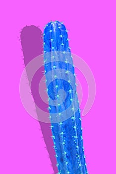 Isolated Cactus Fashion. Art Design Minimal Stillife. Vanilla Trendy Purple Blue Color background