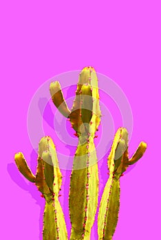 Isolated Cactus Fashion. Art Design Minimal Stillife. Vanilla Trendy Purple Blue Color background