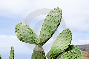 Isolated cactus leaf green with sky background