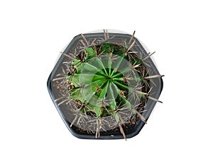 Isolated cactus in plant pot, Top view