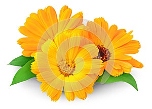 Isolated calendula (marigold)