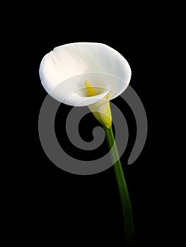 Isolated Calla lily