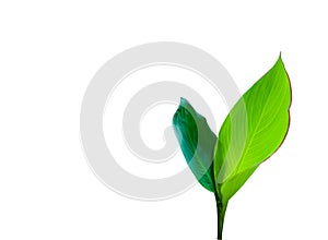 Isolated Canna Indica L leaves with clipping paths on white background