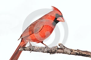 Isolated Cardinal On A Branch