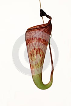 Isolated carnivorus plant - Nepenthes mirabilis tenuis photo