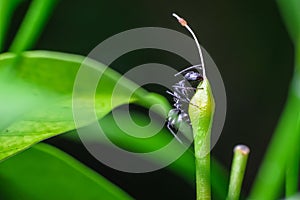 Isolated carpenter ant approaching the top of a plant part