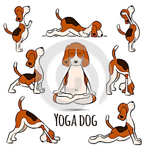 Isolated cartoon funny dog beagle doing yoga position