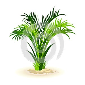 Isolated cartoon vector image shows green roystonea palm