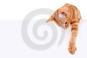Isolated Cat White Sign