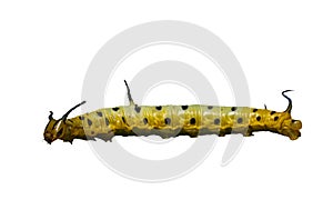 Isolated caterpillar of common maplet butterfly on white