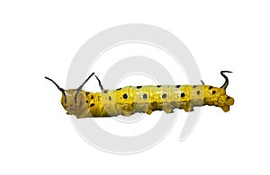 Isolated caterpillar of common maplet butterfly on white