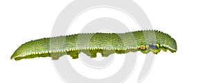 Isolated caterpillar of great orange tip butterfly Anthocharis