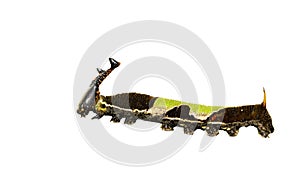 Isolated caterpillar of popinjay butterfly on white