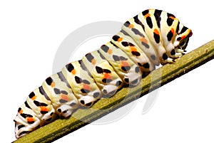 Isolated caterpillar of swallowtail