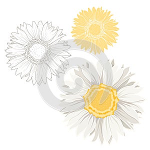 Isolated chamomile daisy flowers white yellow set