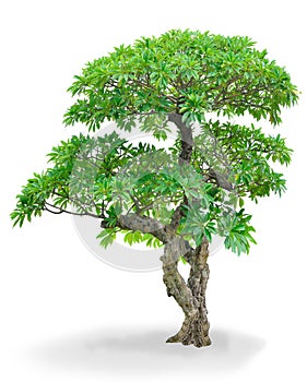 Isolated Champa tree
