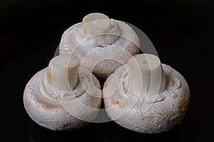 Isolated champignon mushrooms in macro view. Agaricus bisporus.