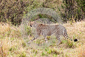 Isolated cheetah ambling across an arid savannah
