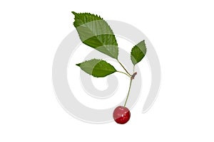 Isolated cherries, one cherry with a twig and three leaves on a white background