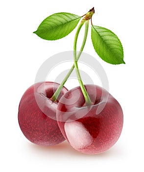 Isolated cherry. Pair of sweet cherries with curvy stems, with leaves isolated on white background, with clipping path.