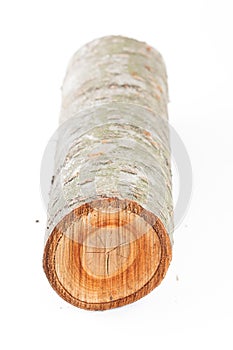 Isolated cherry tree round log