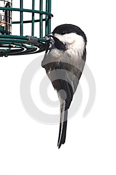 Isolated Chickadee On A Feeder