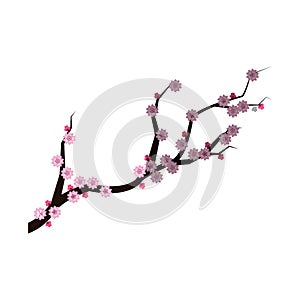 Isolated china branch with flowers design photo