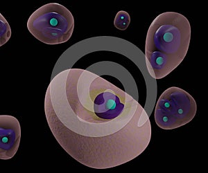 The chondrocyte in cartilage matrix has rounded or polygonal structure photo