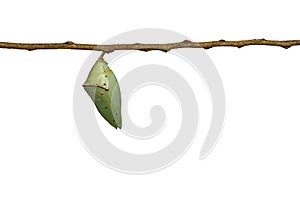 Isolated chrysalis of Common Archduke buttterfly Lexias pardal photo