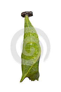 Isolated Chrysalis of Common jay butterfly Graphium doson on white