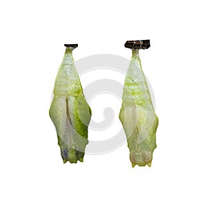 Isolated Chrysalis of Common jay butterfly Graphium doson on white