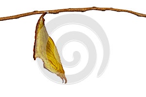 Isolated chrysalis of common maplet butterfly hanging on twig