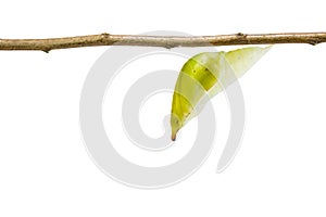 Isolated chrysalis of great orange tip butterfly Anthocharis c