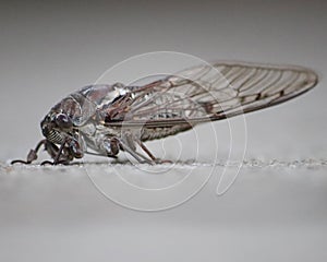 Isolated Cicada bug on grey background macro