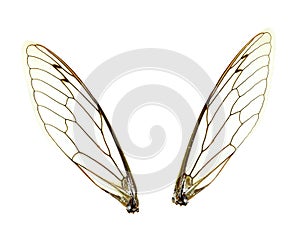 Isolated Cicada Wings