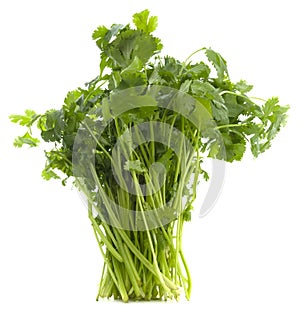 Isolated Cilantro Plant