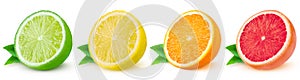 Isolated citrus. Fresh fruits sliced in a row on a white background