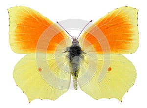 Isolated cleopatra butterfly