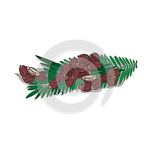 Isolated clipart Babassu