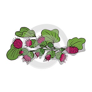 Isolated clipart Burdock