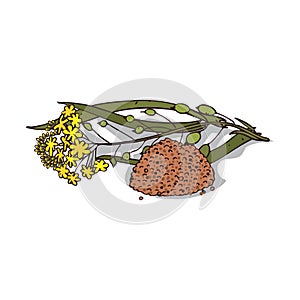 Isolated clipart Camelina sativa