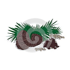 Isolated clipart Pine nut